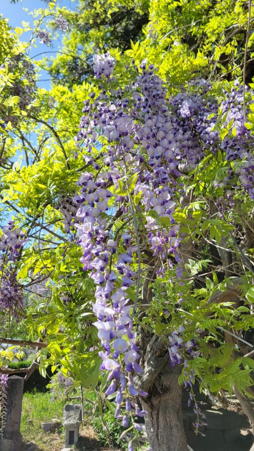藤の花の開花状況(2)