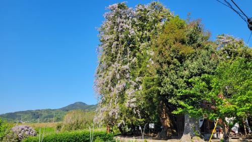 藤の花の開花状況(1)