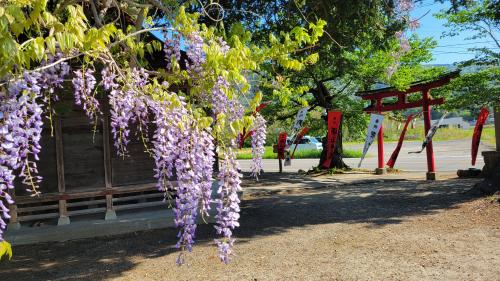 藤の花の開花状況(2)