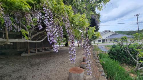 蓮の開花状況