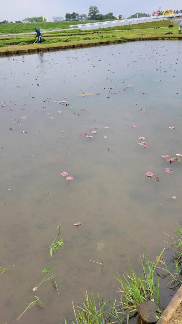 蓮の開花状況①